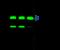 E3 ubiquitin-protein ligase CHIP antibody, GTX02047, GeneTex, Immunoprecipitation image 