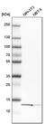 YbeY Metalloendoribonuclease antibody, PA5-53745, Invitrogen Antibodies, Western Blot image 