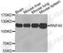 Ring Finger Protein 40 antibody, A2287, ABclonal Technology, Western Blot image 