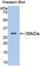 Sirtuin 1 antibody, LS-C298039, Lifespan Biosciences, Western Blot image 