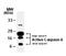 Caspase 6 antibody, TA336324, Origene, Western Blot image 
