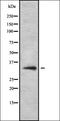 Olfactory Receptor Family 51 Subfamily J Member 1 (Gene/Pseudogene) antibody, orb335527, Biorbyt, Western Blot image 