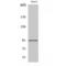 Aryl Hydrocarbon Receptor Nuclear Translocator antibody, LS-C383925, Lifespan Biosciences, Western Blot image 