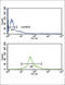 Interferon Regulatory Factor 5 antibody, abx031731, Abbexa, Western Blot image 