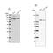 BICD Cargo Adaptor 2 antibody, NBP1-81489, Novus Biologicals, Western Blot image 