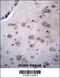 NADH:Ubiquinone Oxidoreductase Complex Assembly Factor 4 antibody, 56-779, ProSci, Immunohistochemistry frozen image 