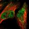 TRNA Methyltransferase 12 Homolog antibody, NBP1-83633, Novus Biologicals, Immunocytochemistry image 
