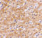 Apoptosis Inducing Factor Mitochondria Associated 3 antibody, 4539, ProSci, Immunohistochemistry paraffin image 