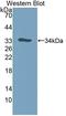 Aurora Kinase C antibody, LS-C374422, Lifespan Biosciences, Western Blot image 