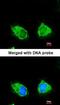 Inositol Polyphosphate-1-Phosphatase antibody, orb73729, Biorbyt, Immunofluorescence image 
