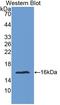 Fibrillin 1 antibody, LS-C663170, Lifespan Biosciences, Western Blot image 