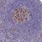 Nucleolar And Spindle Associated Protein 1 antibody, NBP2-13685, Novus Biologicals, Immunohistochemistry frozen image 