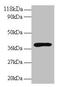 Haptoglobin antibody, LS-C285769, Lifespan Biosciences, Western Blot image 