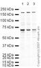 DEAD-Box Helicase 5 antibody, ab21696, Abcam, Western Blot image 
