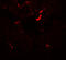 Vezatin, Adherens Junctions Transmembrane Protein antibody, 7959, ProSci, Immunofluorescence image 