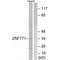 Zinc Finger Protein 771 antibody, A17713, Boster Biological Technology, Western Blot image 