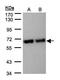 Stress Induced Phosphoprotein 1 antibody, PA5-21473, Invitrogen Antibodies, Western Blot image 