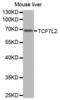 Transcription Factor 7 Like 2 antibody, abx001212, Abbexa, Western Blot image 