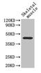 CD46 Molecule antibody, CSB-PA004939LA01MO, Cusabio, Western Blot image 