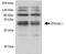 Autophagy-related protein 16-1 antibody, TA336540, Origene, Western Blot image 