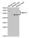 Matrix Metallopeptidase 14 antibody, abx001987, Abbexa, Western Blot image 