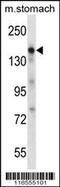 Epidermal Growth Factor antibody, 56-711, ProSci, Western Blot image 