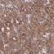 WD Repeat Domain 59 antibody, HPA041084, Atlas Antibodies, Immunohistochemistry paraffin image 