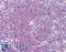 CCR4-NOT Transcription Complex Subunit 4 antibody, LS-B3832, Lifespan Biosciences, Immunohistochemistry frozen image 