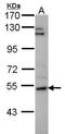 Prolyl 4-hydroxylase subunit alpha-2 antibody, GTX102695, GeneTex, Western Blot image 