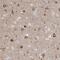 GTP Binding Protein 8 (Putative) antibody, HPA034831, Atlas Antibodies, Immunohistochemistry frozen image 