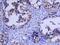 Fms Related Tyrosine Kinase 1 antibody, AF321, R&D Systems, Immunohistochemistry paraffin image 