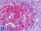 MOB Kinase Activator 1B antibody, LS-B9147, Lifespan Biosciences, Immunohistochemistry paraffin image 