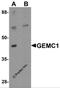 Geminin Coiled-Coil Domain Containing antibody, 6385, ProSci, Western Blot image 