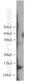 Receptor activity-modifying protein 1 antibody, 10327-1-AP, Proteintech Group, Western Blot image 