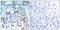 BCL2 Like 11 antibody, GTX50308, GeneTex, Immunohistochemistry paraffin image 