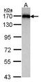 S-SCAM antibody, LS-C185650, Lifespan Biosciences, Western Blot image 