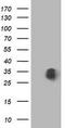 MOB Kinase Activator 1B antibody, TA502280, Origene, Western Blot image 