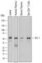 ETS Proto-Oncogene 1, Transcription Factor antibody, AF7284, R&D Systems, Western Blot image 