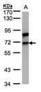 Mammalian branch point-binding protein antibody, NBP1-32583, Novus Biologicals, Western Blot image 