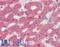 Complement Factor H antibody, LS-B15331, Lifespan Biosciences, Immunohistochemistry paraffin image 