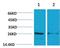 Tyrosine 3-Monooxygenase/Tryptophan 5-Monooxygenase Activation Protein Epsilon antibody, A01687-1, Boster Biological Technology, Western Blot image 