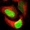 APEX1 antibody, HPA000956, Atlas Antibodies, Immunofluorescence image 