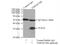 Transmembrane Protein 176B antibody, 19825-1-AP, Proteintech Group, Immunoprecipitation image 