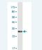 NSE3 Homolog, SMC5-SMC6 Complex Component antibody, H00056160-M02-100ug, Novus Biologicals, Western Blot image 