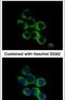 Gamma-Butyrobetaine Hydroxylase 1 antibody, PA5-21477, Invitrogen Antibodies, Immunofluorescence image 