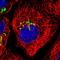 Zinc Finger Protein Like 1 antibody, HPA014909, Atlas Antibodies, Immunocytochemistry image 