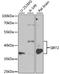 Sirtuin 2 antibody, LS-C335087, Lifespan Biosciences, Western Blot image 