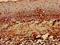 Major Histocompatibility Complex, Class I, C antibody, LS-C285744, Lifespan Biosciences, Immunohistochemistry paraffin image 