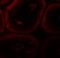 Spermatogenesis Associated 3 antibody, A16295, Boster Biological Technology, Immunofluorescence image 