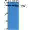 Interleukin Enhancer Binding Factor 3 antibody, LS-C386802, Lifespan Biosciences, Western Blot image 
